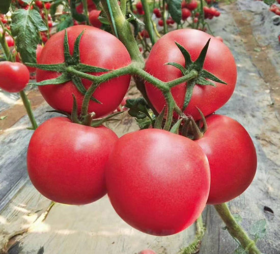 ��{518-���ѷN��-ʢ���N�I(y��)