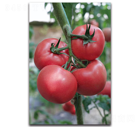 �ݱ�-���ѷN��-ʢ���N�I(y��)