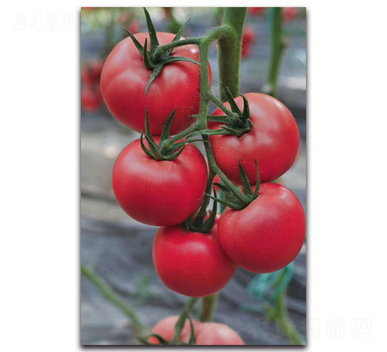 ������-���ѷN��-ʢ���N�I(y��)