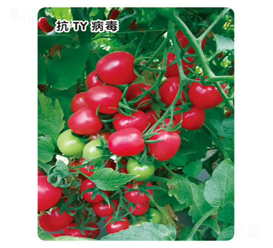 ����-���ѷN��-ʢ���N�I(y��)