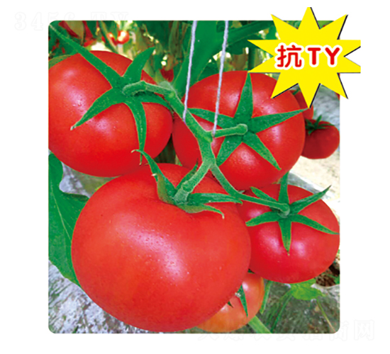 ���_-���ѷN��-ʢ���N�I(y��)