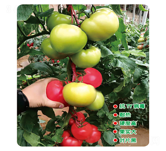 ������-���ѷN��-ʢ���N�I(y��)