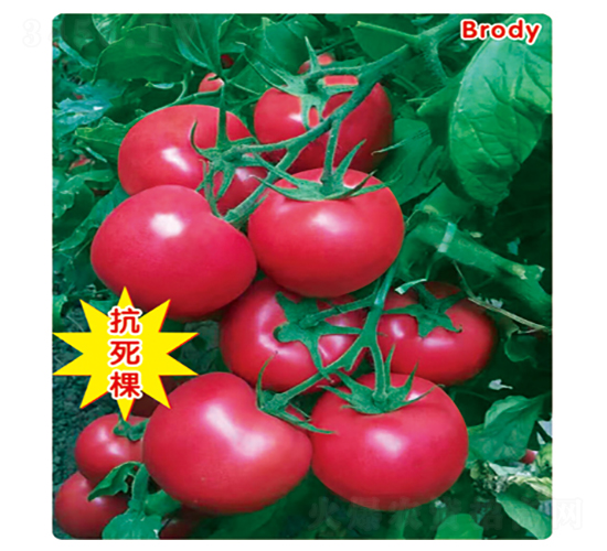 ���_��-���ѷN��-ʢ���N�I(y��)