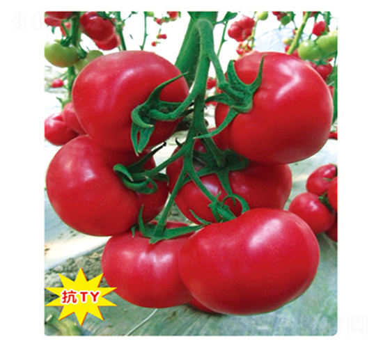 ���S-���ѷN��-ʢ���N�I(y��)