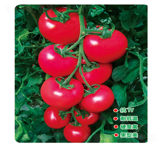 ������-���ѷN��-ʢ���N�I(y��)