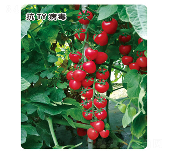 ǧ��107-���ѷN��-ʢ���N�I(y��)