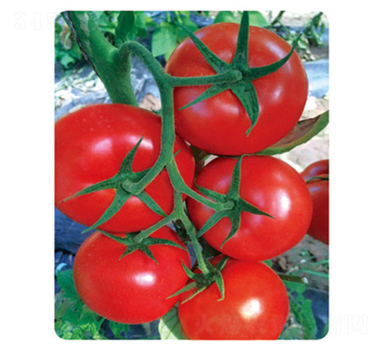 ӯ���_(d��)806-���ѷN��-ʢ���N�I(y��)