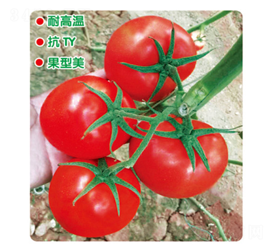 ӯ���_(d��)845-���ѷN��-ʢ���N�I(y��)