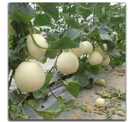 ���F��-��ϷN��-ʢ���N�I(y��)