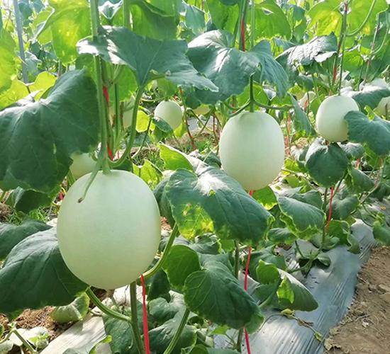 �ɹ�-��ϷN��-ʢ���N�I(y��)