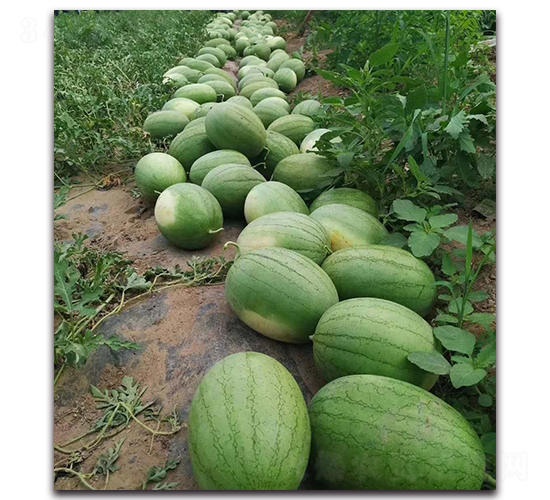 С��ͯ-���ϷN��-ʢ���N�I(y��)