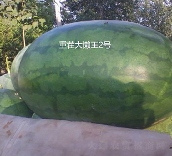 �ز�����2̖-���ϷN��-ʢ���N�I(y��)