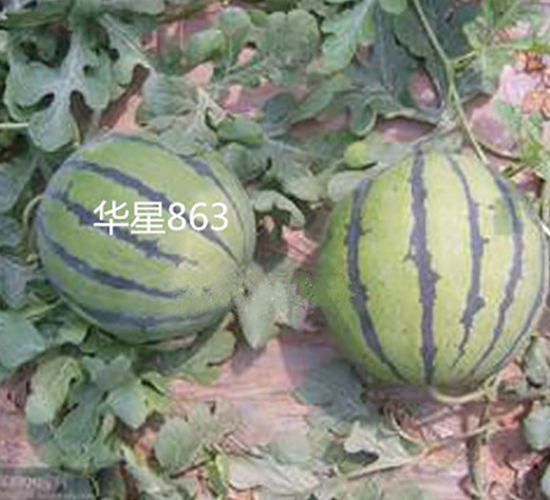 �A��863-���ϷN��-ʢ���N�I(y��)