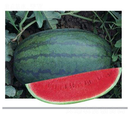 ���S��-���ϷN��-ʢ���N�I(y��)