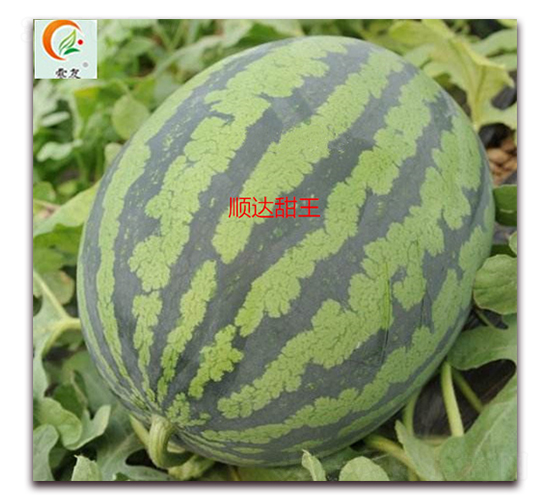 ��_(d��)����-���ϷN��-ʢ���N�I(y��)