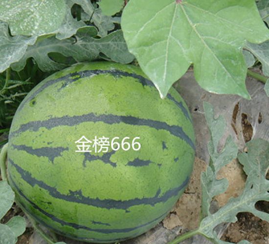 ���666-���ϷN��-ʢ���N�I(y��)