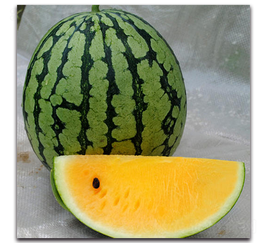 ���m-���ϷN��-ʢ���N�I(y��)