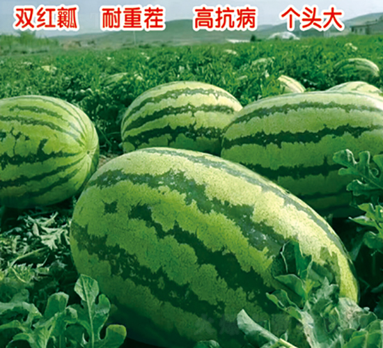 ����5̖-���ϷN��-ʢ���N�I(y��)