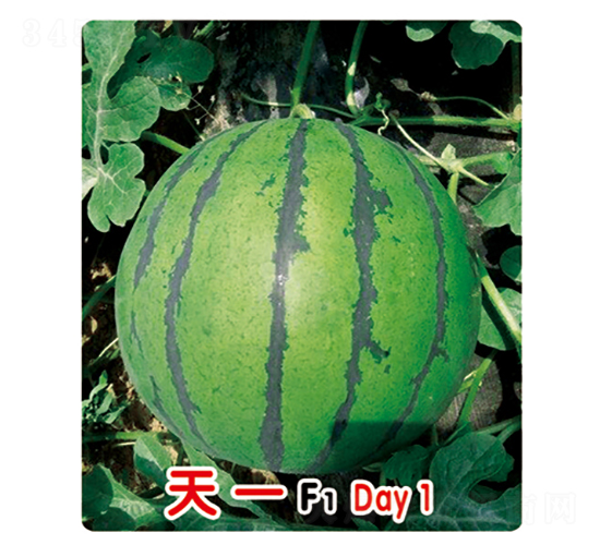 ��һF1-���ϷN��-ʢ���N�I(y��)