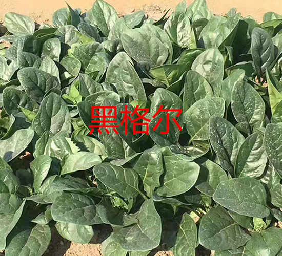 �ڸ�-���˷N��-ʢ���N�I(y��)