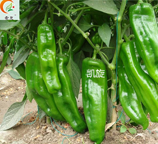 �P��-�����N��-ʢ���N�I(y��)