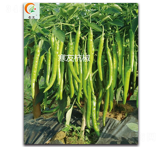 ���Ѻ���-�����N��-ʢ���N�I(y��)