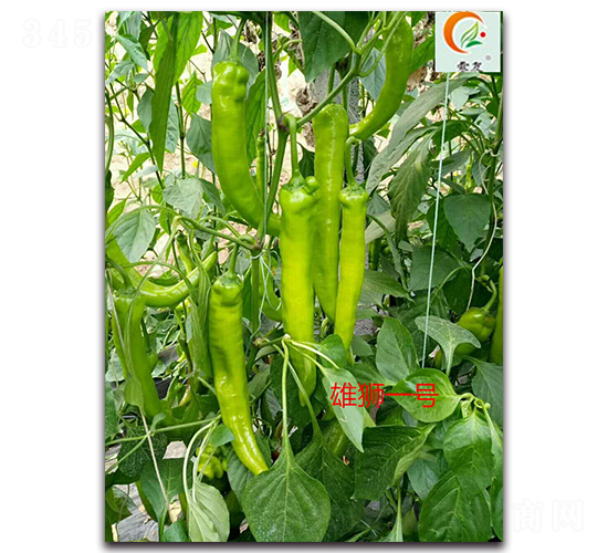 �۪{һ̖(h��o)-�����N��-ʢ���N�I(y��)