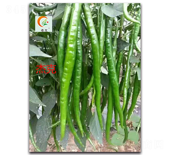 �ܿ�-�����N��-ʢ���N�I(y��)