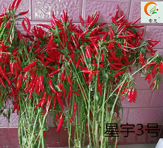 ����3̖-�����N��-ʢ���N�I(y��)