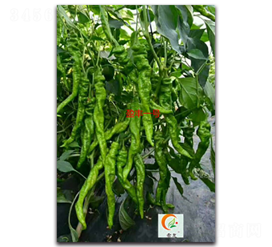 ӯ�Sһ̖-�����N��-ʢ���N�I(y��)