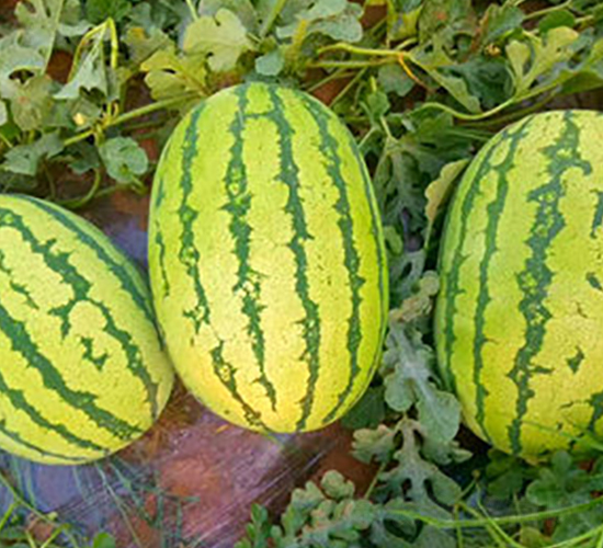 WA11-���ϷN��-�G�x�N�I(y��)