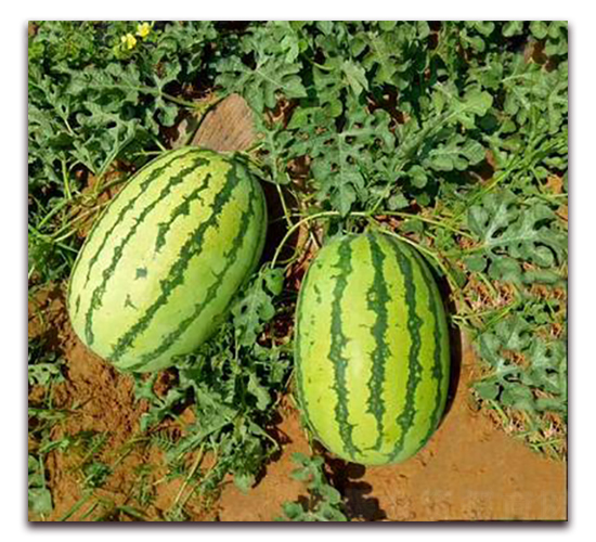 WA09-���ϷN��-�G�x�N�I(y��)