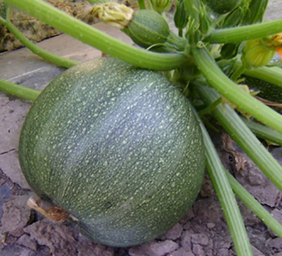 SA09-�����J�N��-�G�x�N�I(y��)