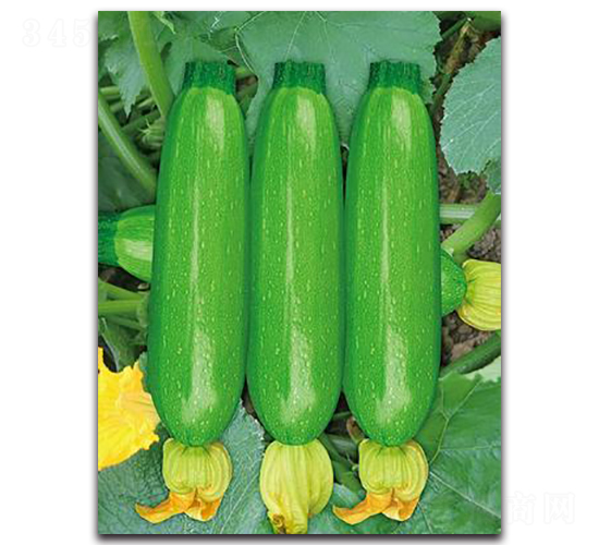 SA05-�����J�N��-�G�x�N�I(y��)