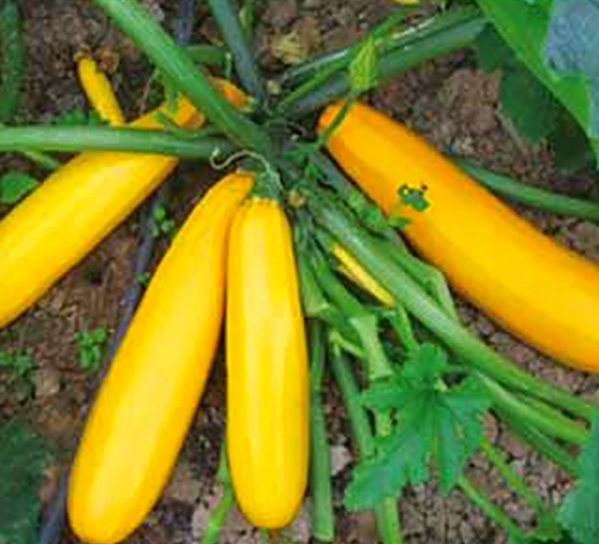 SA04-�����J�N��-�G�x�N�I(y��)