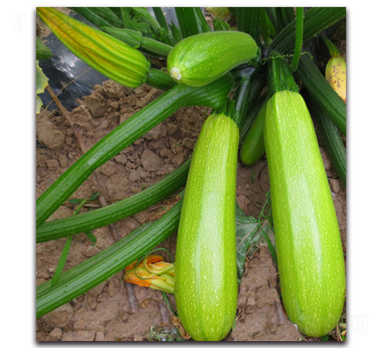 SA01-�����J�N��-�G�x�N�I(y��)