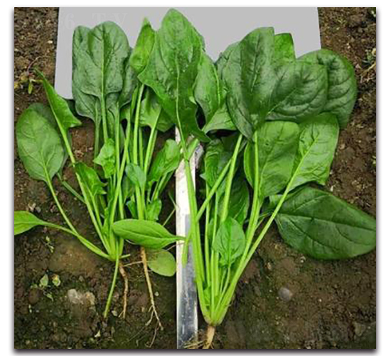 708-���˷N��-�G�x�N�I(y��)