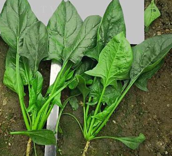 705-���˷N��-�G�x�N�I(y��)