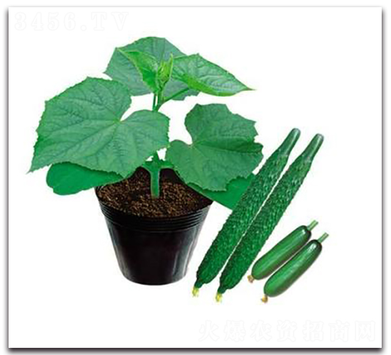 PA10-��ľ�N��-�G�x�N�I(y��)