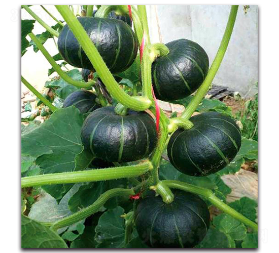 PA08-�ϹϷN��-�G�x�N�I(y��)