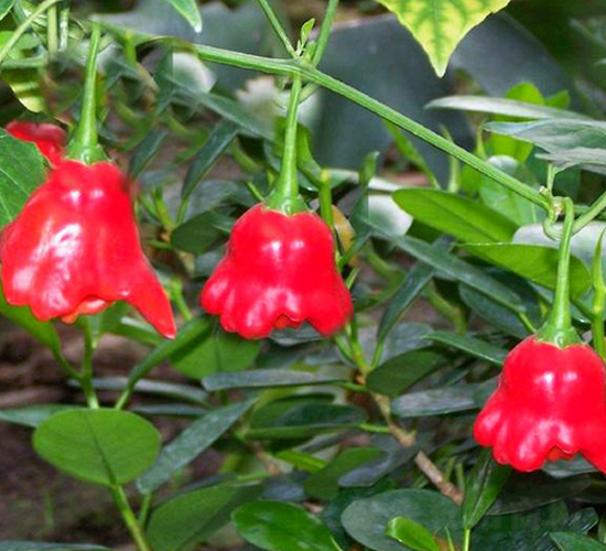 PA20-�����N��-�G�x�N�I(y��)