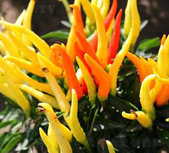 PA19-�����N��-�G�x�N�I(y��)