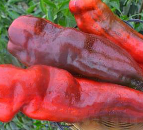 PA08-�����N��-�G�x�N�I(y��)