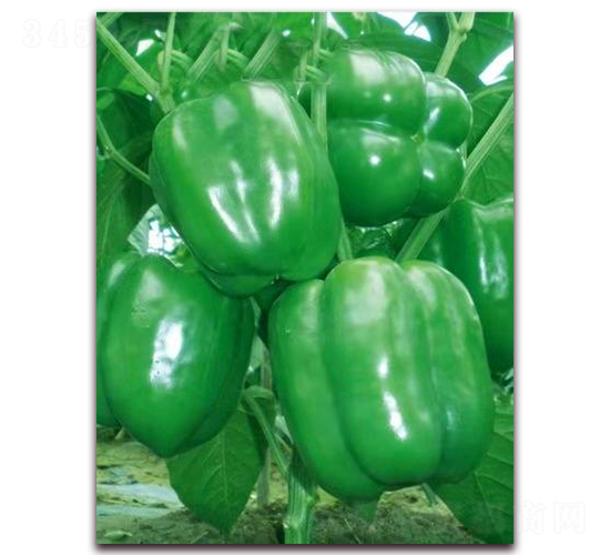 PA07-�����N��-�G�x�N�I(y��)