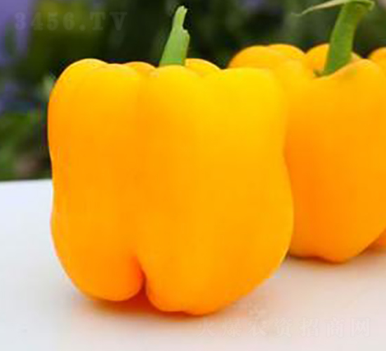 PA05-�����N��-�G�x�N�I(y��)