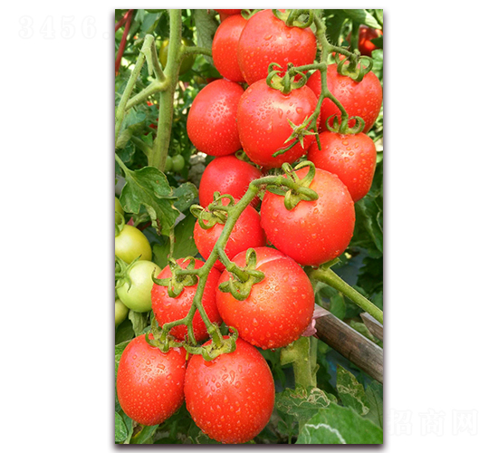 TM176-���ѷN��-�G�x�N�I(y��)