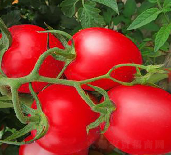 TA17-���ѷN��-�G�x�N�I(y��)