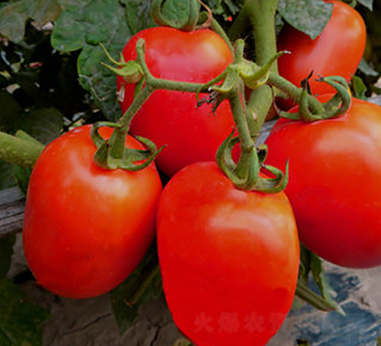 TA16-���ѷN��-�G�x�N�I(y��)