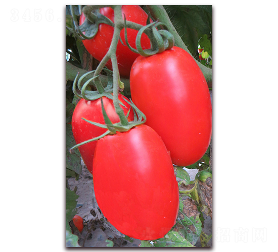 TA15-���ѷN��-�G�x�N�I(y��)