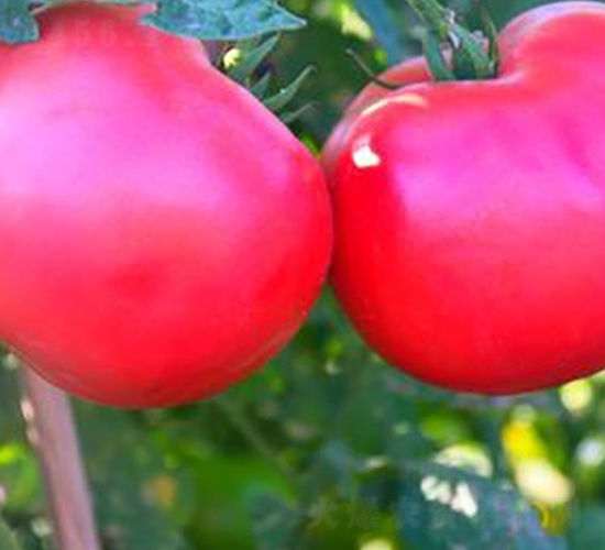 TM811-���ѷN��-�G�x�N�I(y��)